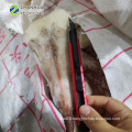 Giant squid frozen wing tips big size